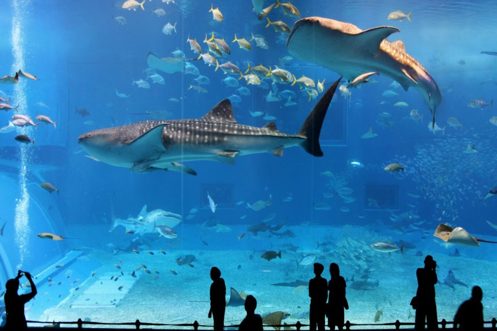 osaka-aquarium