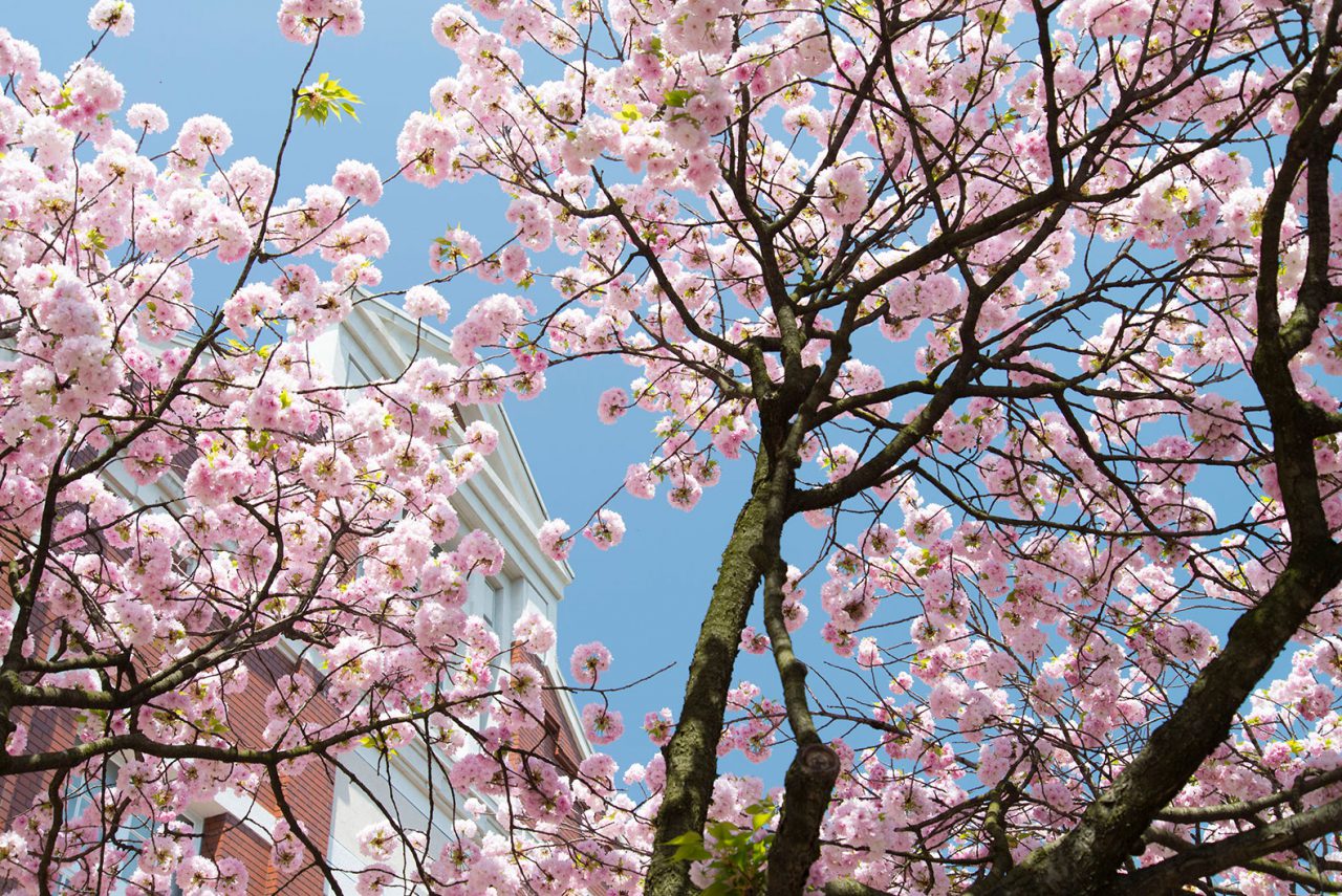 osaka-castle